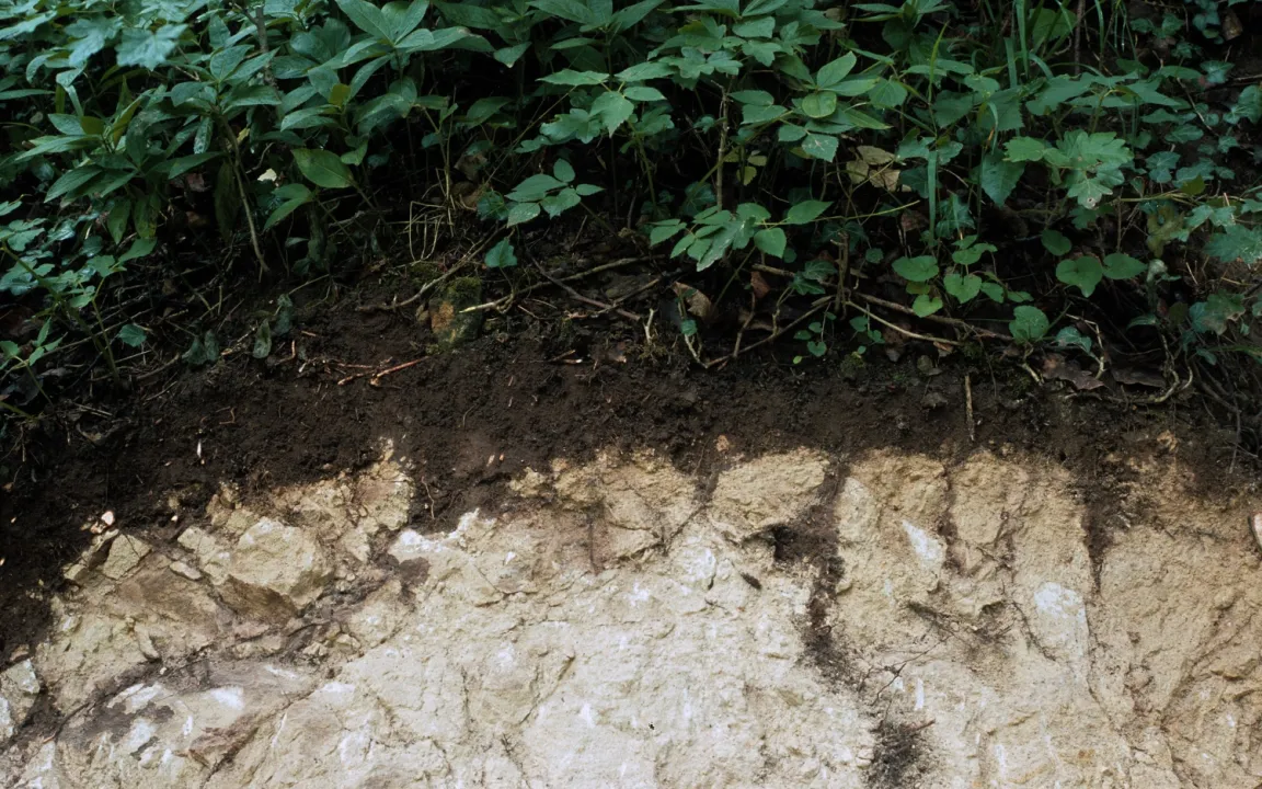 Boden des Jahres 2025: Die Rendzina