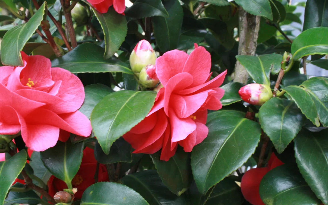 Kübelpflanzen sicher überwintern