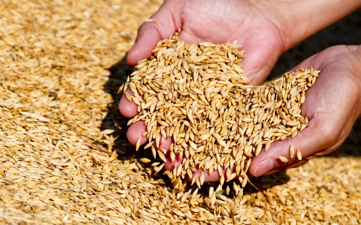 Weizenernte 2022 – Ertrag ist nicht alles