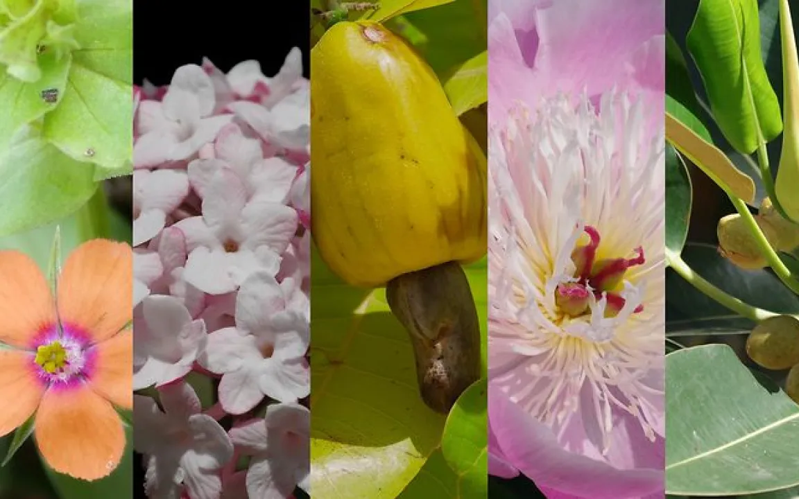 Wahl zur „Giftpflanze des Jahres 2025“