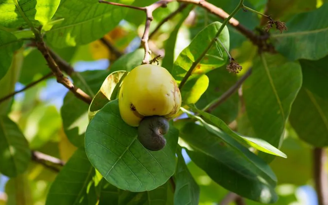 Der Cashewbaum ist "Giftpflanze des Jahres 2025"