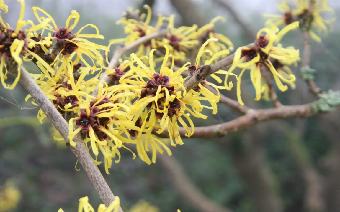 Winterblüher – Blütenpracht, bevor die Natur erwacht