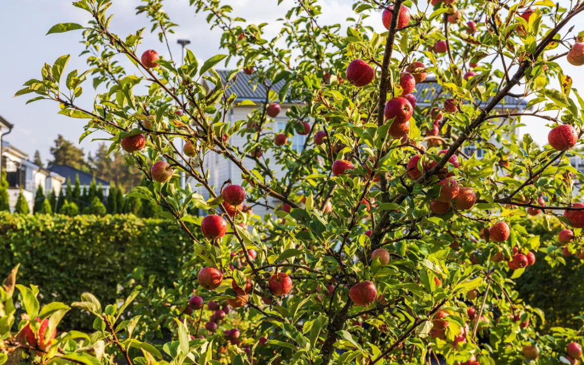 Obstbäume im Frühjahr pflanzen
