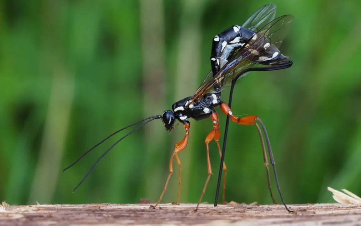 Die Holzwespen-Schlupfwespe ist Insekt des Jahres 2025