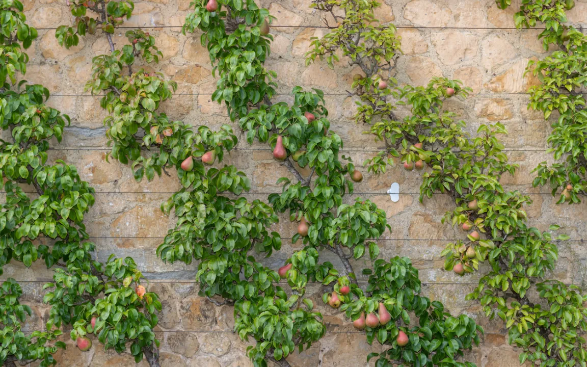 Spalierobst – perfekt für kleine Gärten