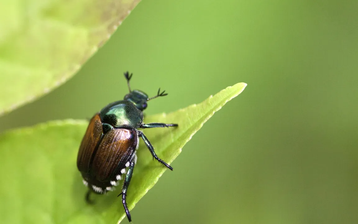 Der Japankäfer hat Deutschland erreicht