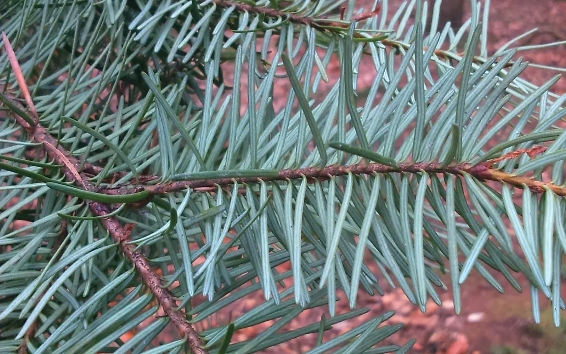 www wie „Wood Wide Web“