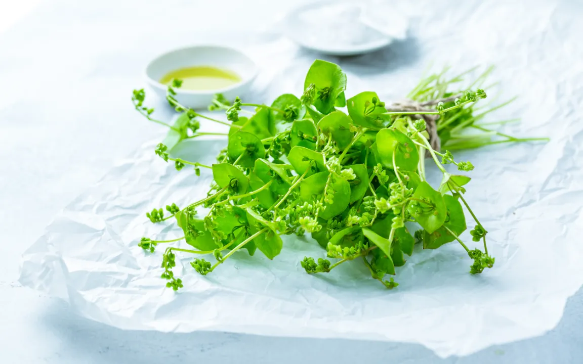 Postelein im Garten anbauen