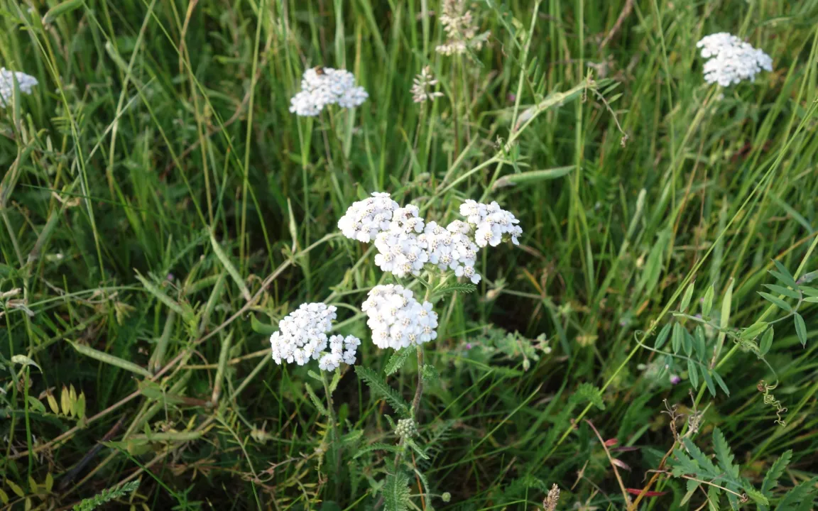 Die Schafgarbe ist „Arzneipflanze des Jahres 2025“