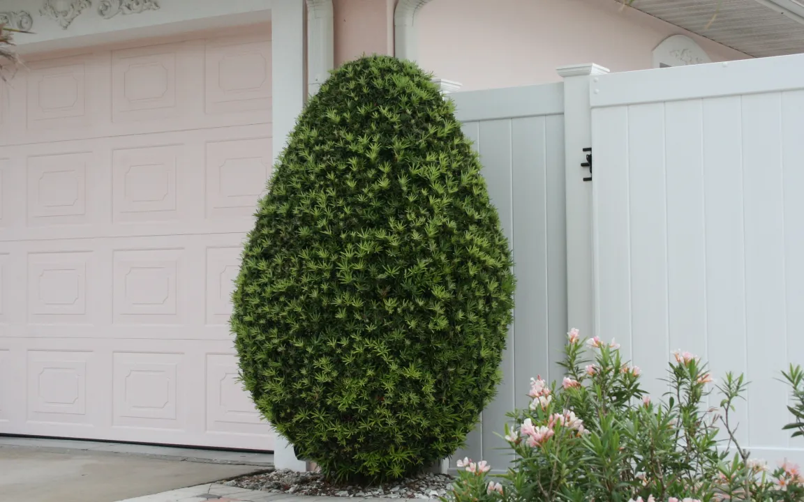 Steineiben und der Klimawandel