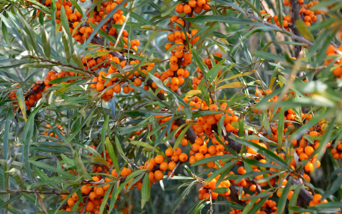 Sanddorn pflanzen und pflegen