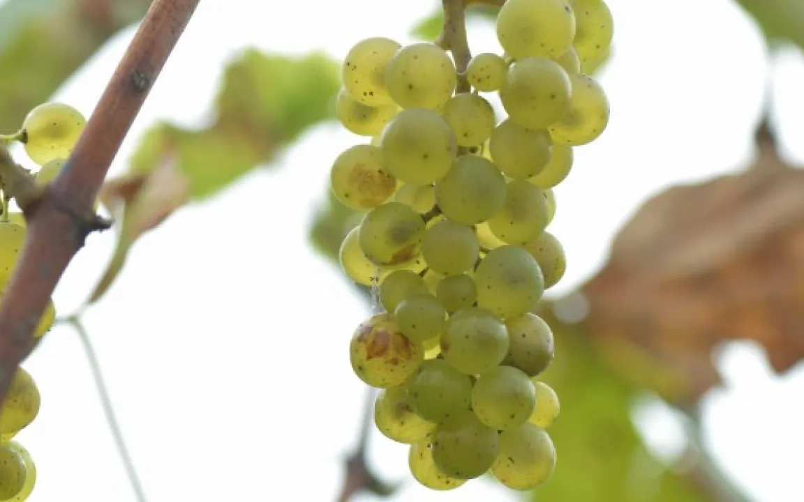 Emscher –  Grünes Licht für Weißwein aus dem Ruhrrevier