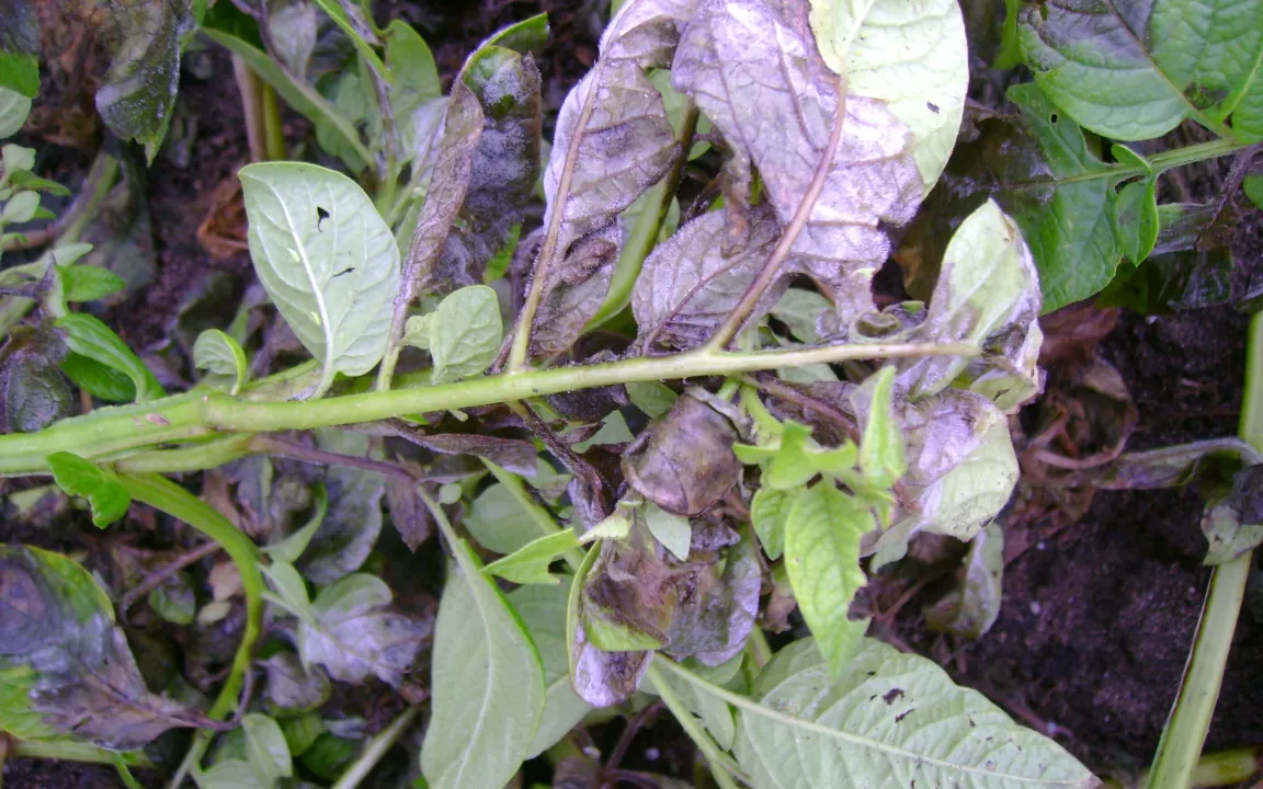 Ein Schadpilz schreibt Geschichte