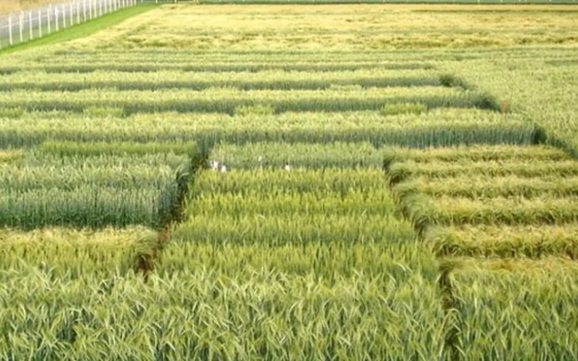 Schweizer Gentechnik-Forschung in Reckenholz