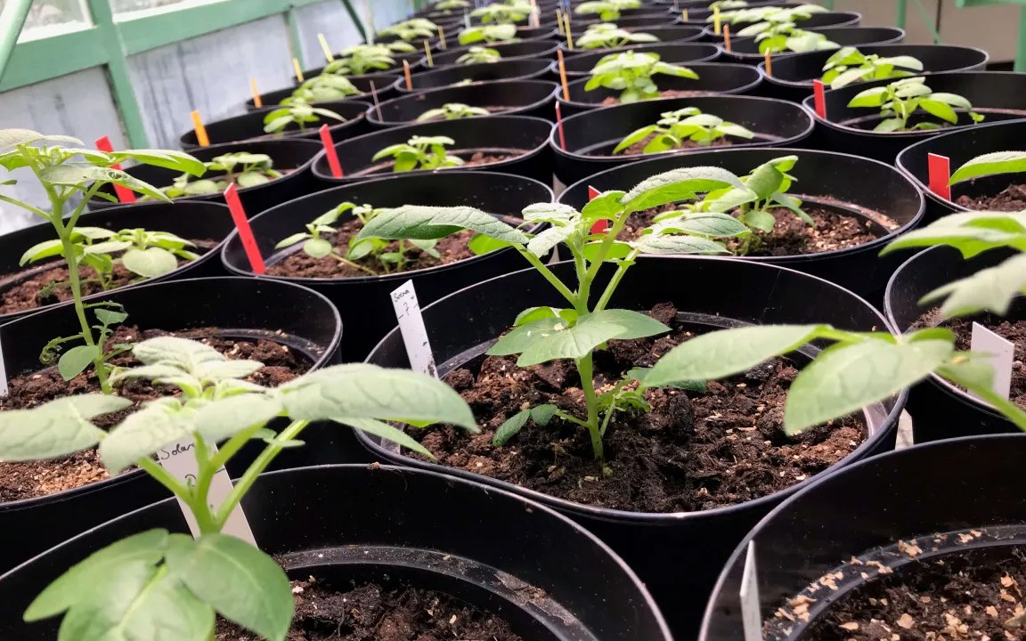 Kartoffeln, die der Wärme trotzen