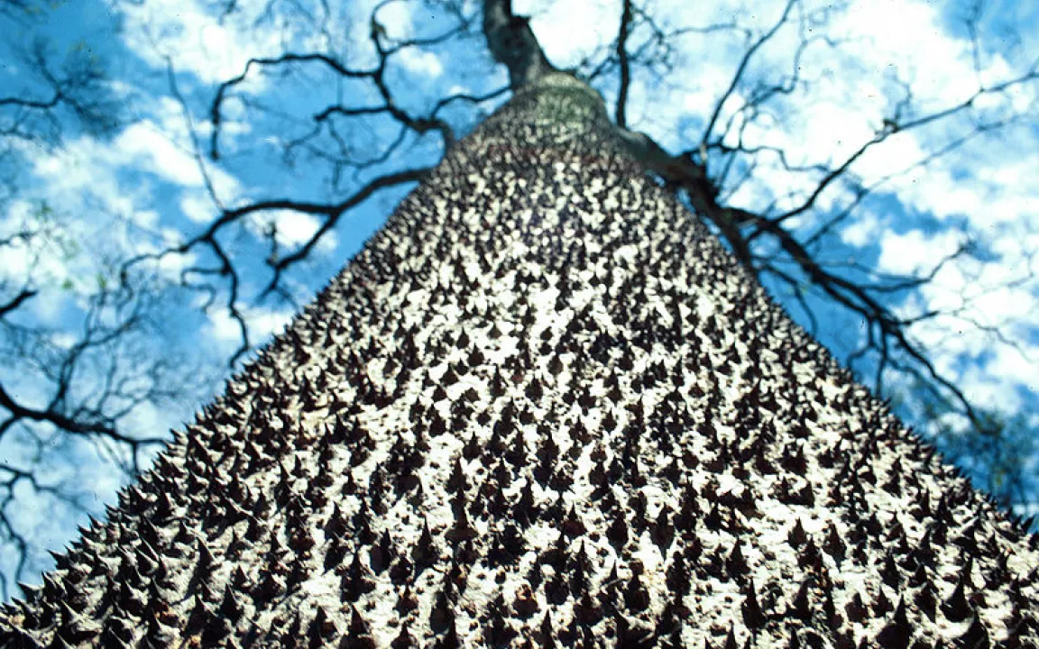 Wehrhaft bis in die Spitzen