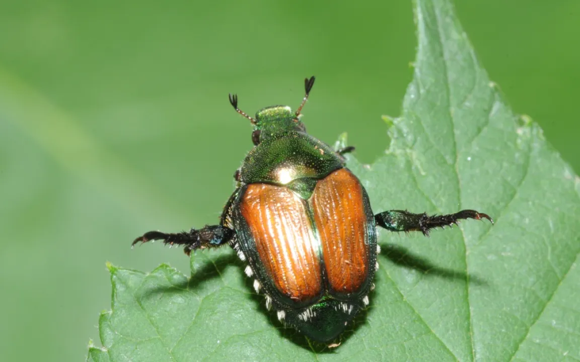 Japankäfer: Invasiver Schädling seit 100 Jahren auf dem Vormarsch