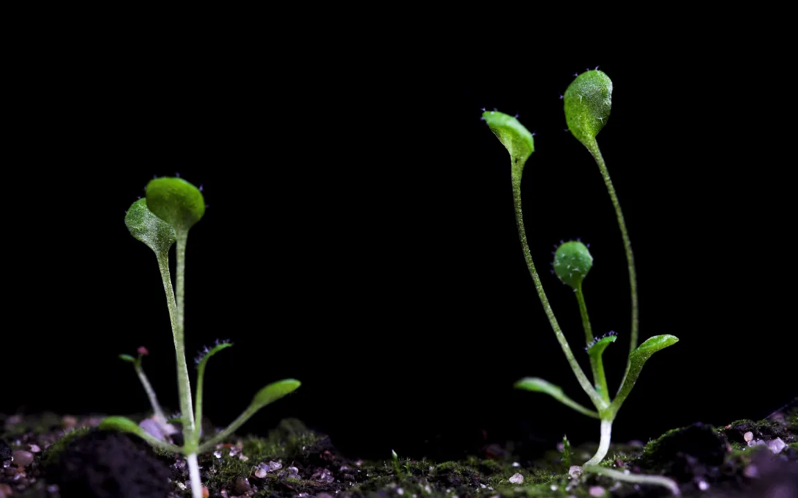 Abscisinsäure für Geschlechtsfestlegung in Pflanzen mitverantwortlich