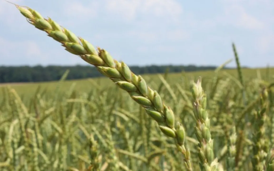 Dinkel für Seelen und Bier
