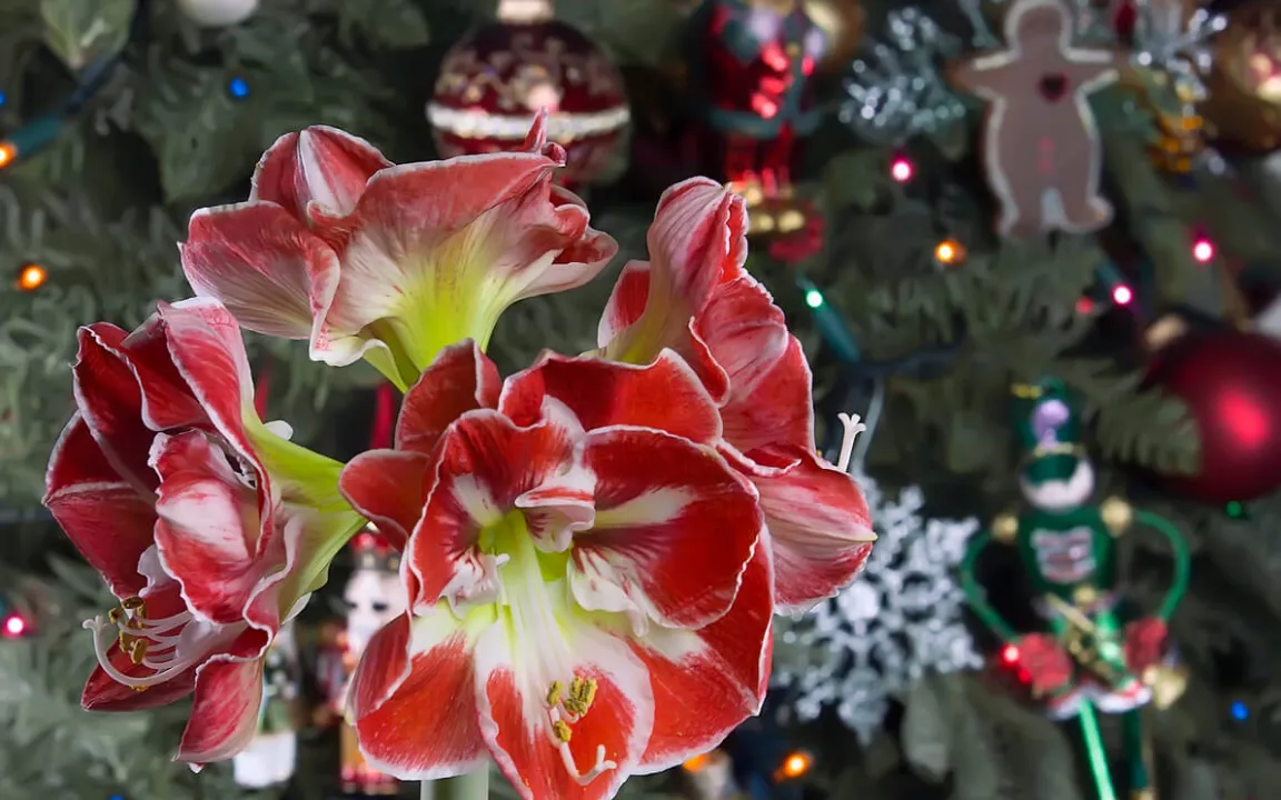 Die Amaryllis ist eigentlich ein Ritterstern