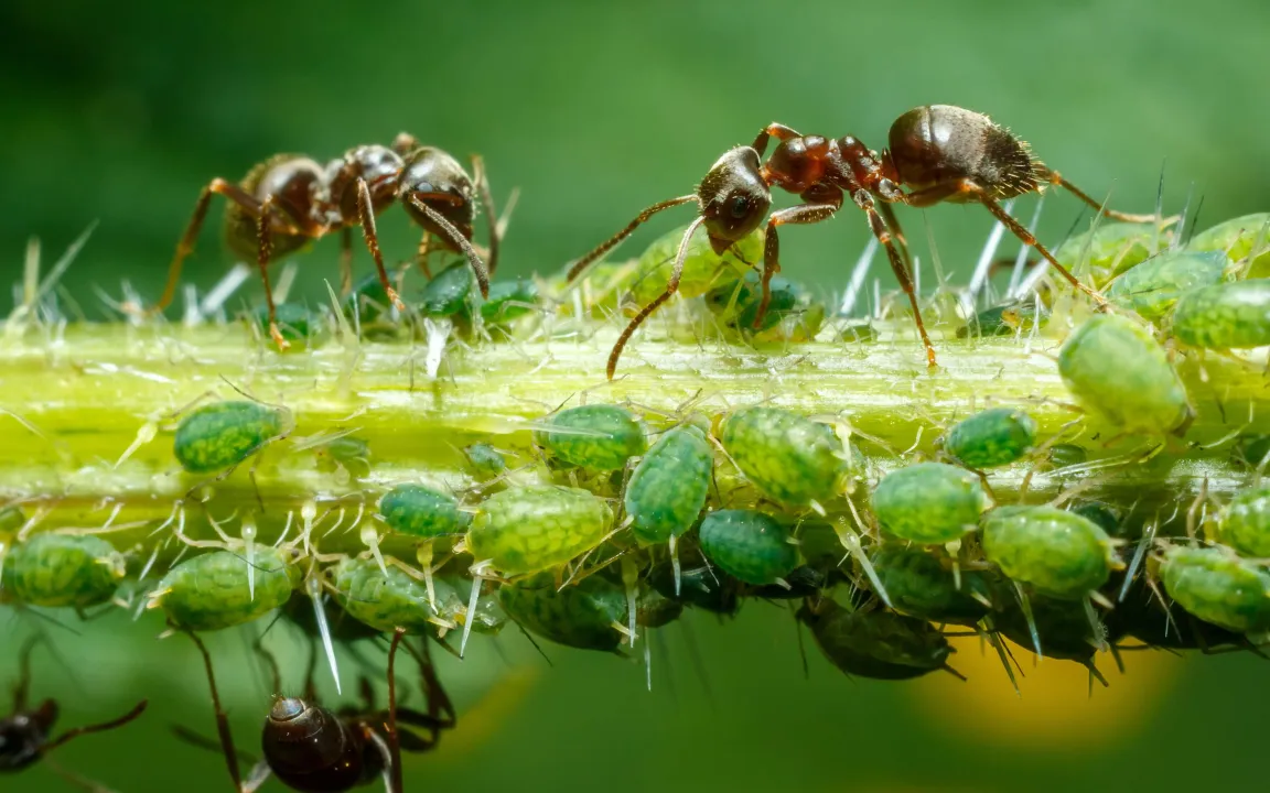 Ameisen als Schädlinge im Haus
