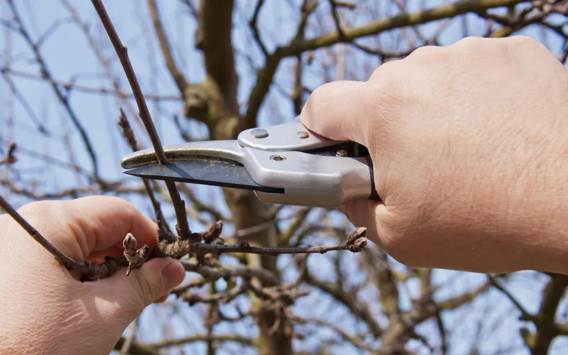 Buchtipp: Hecken-, Strauch- und Obstbaumschnitt