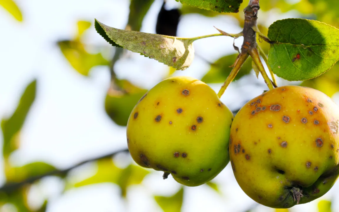 Was hat meine Pflanze, welcher Schädling ist das?