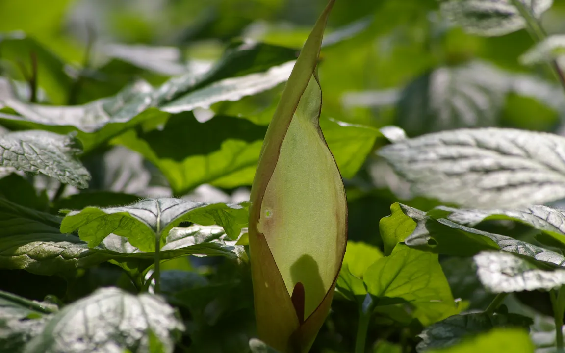 Der Aronstab ist "Giftpflanze des Jahres 2019"