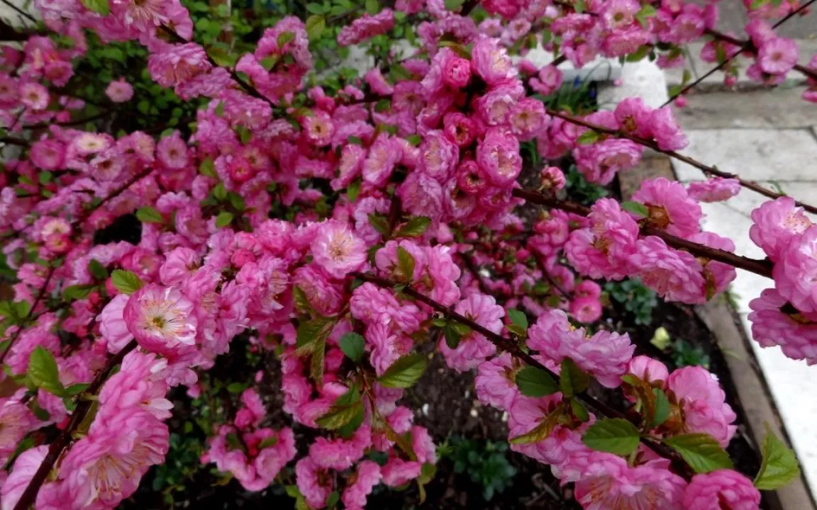 Schäden an Mandelbäumchen