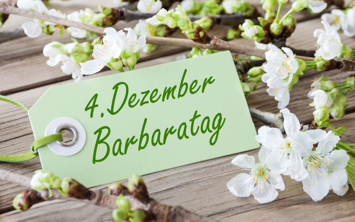 Blütenwunder an Weihnachten