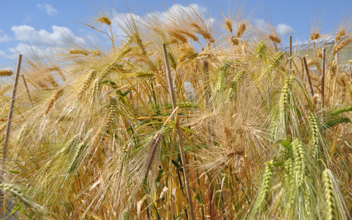 "Magisches" Netzwerk erhält Kulturpflanzen