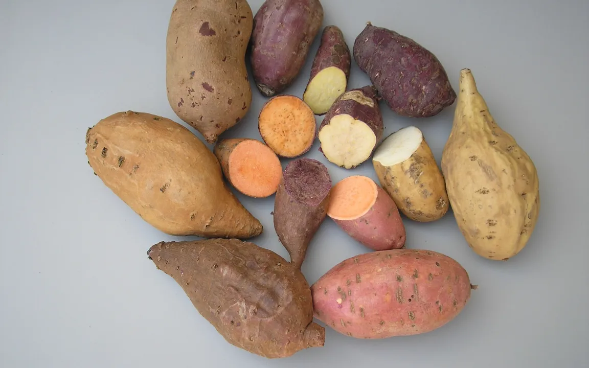 Süßkartoffeln – „natürlich genmanipuliert“