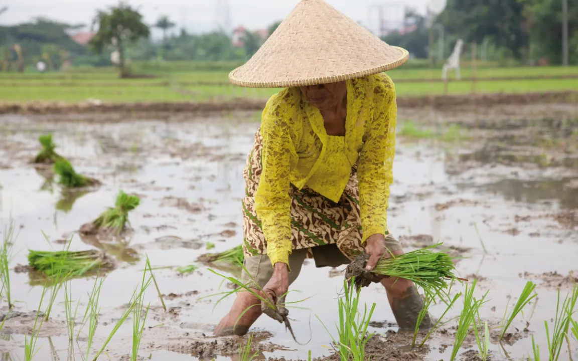 Grüne Gentechnik VII –Züchtung besserer Reissorten 