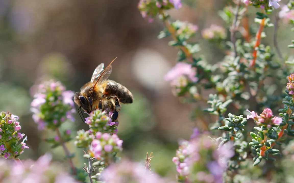 Pflanzenschutz mit Augenmaß