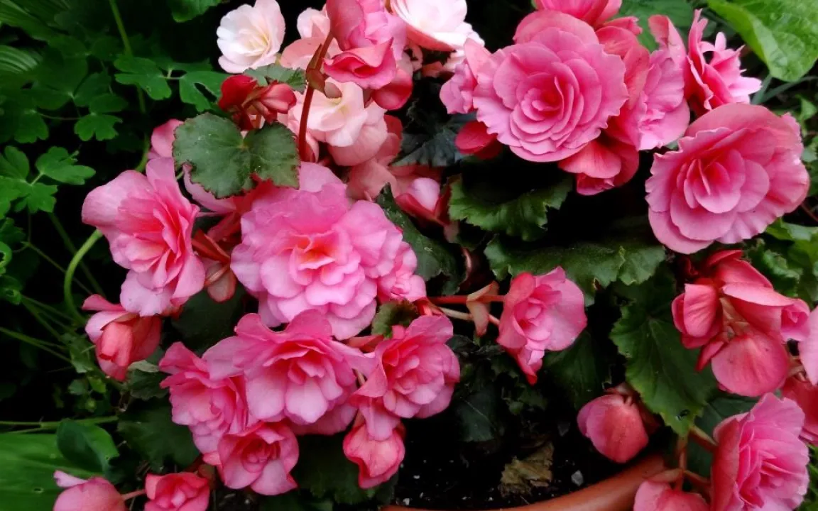 Serie: Querbeet durch Haus und Garten