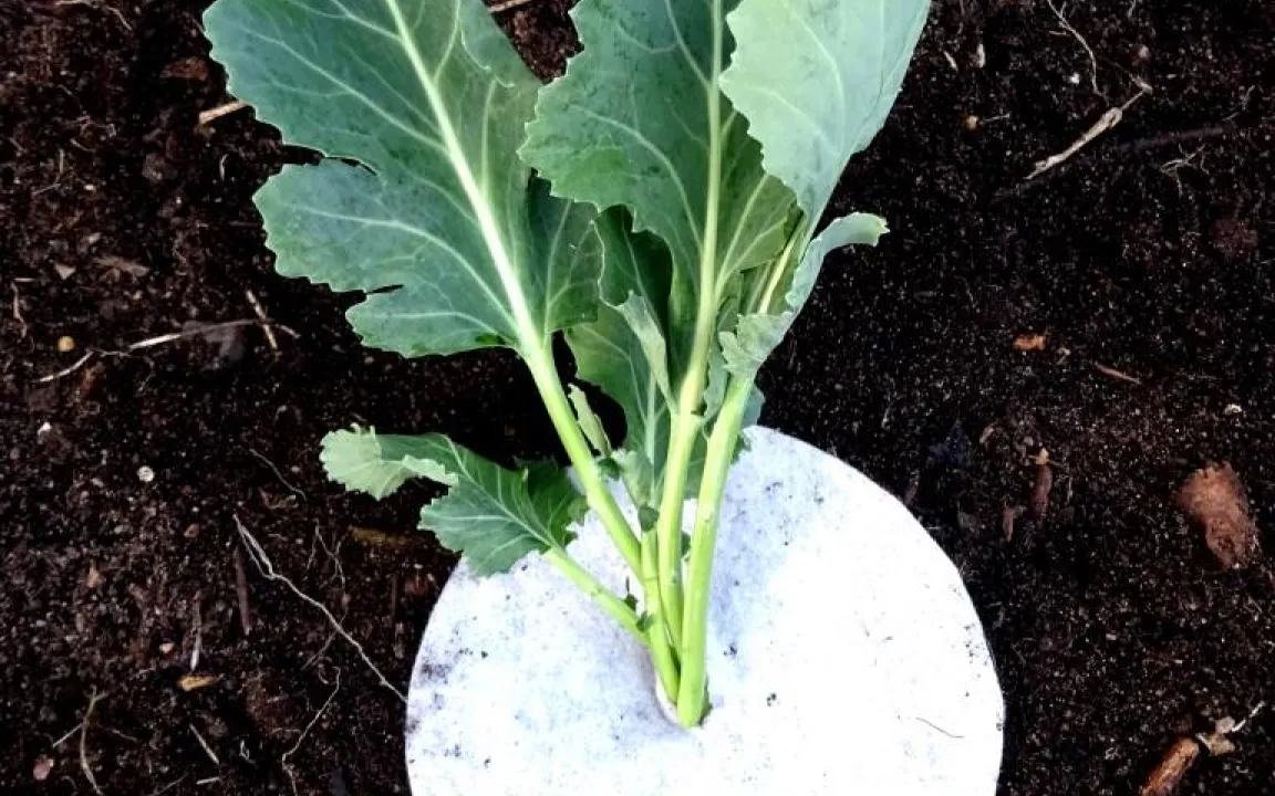 Fliegenmaden fressen in Gemüseblättern