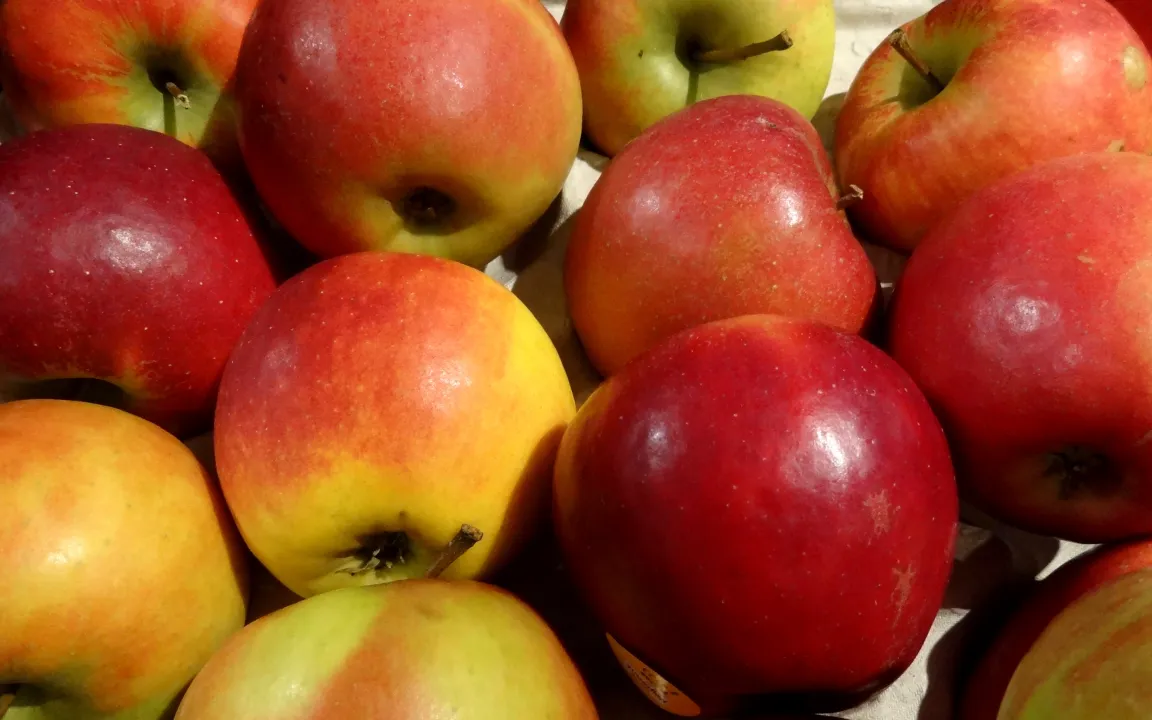 Über die Lagerfähigkeit von Kernobst