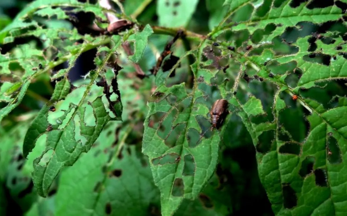 Pflanzenschutztipps im Spätsommer
