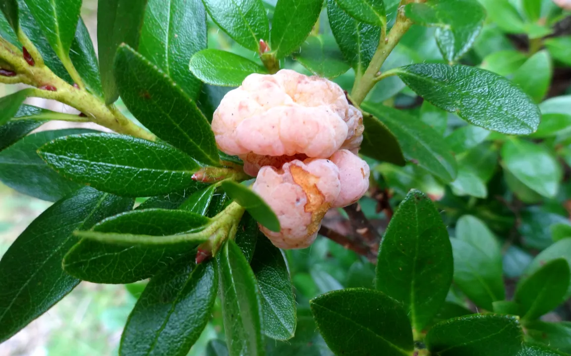 Schäden an Rhododendron