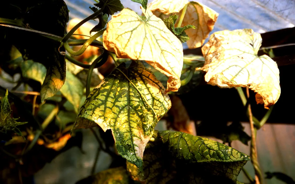 Gurken im Kleingewächshaus gesund erhalten
