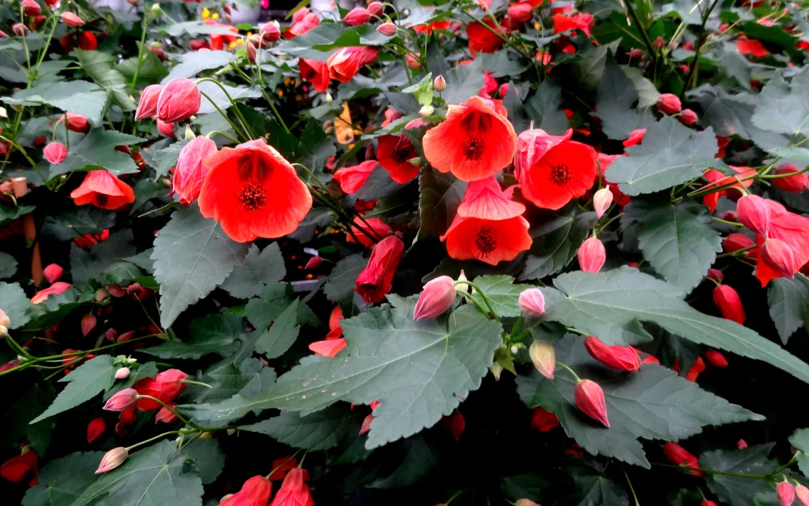 Zimmerpflanze aus Urgroßmutters Zeiten