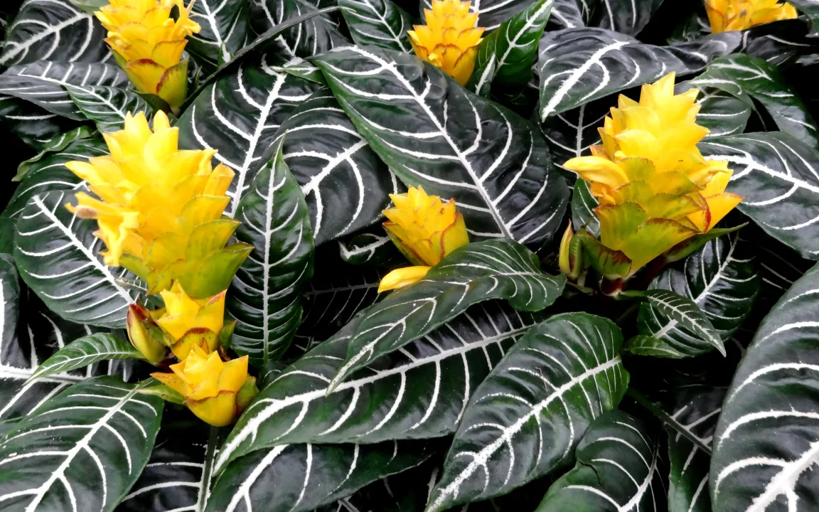 Zimmer- und Kübelpflanzen zeigen Entwicklungsstörungen