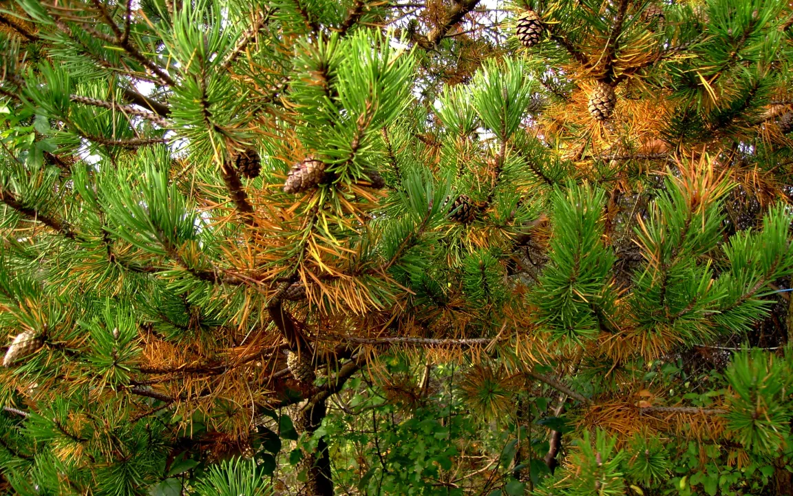 Nadel- und Blattfall an Immergrünen – kein Grund zur Panik!