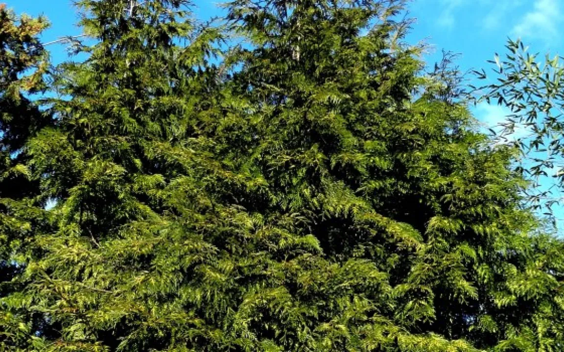 Miniermotten an Lebensbaum und Wacholder