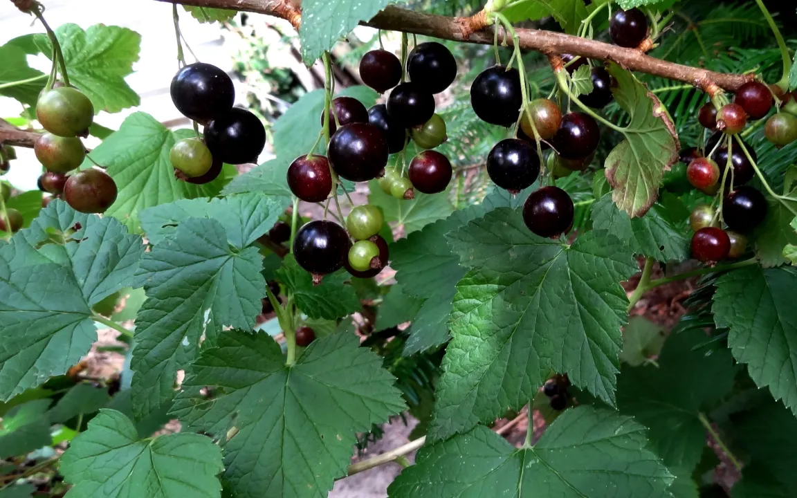 Taschenatlas resistente und robuste Obstsorten