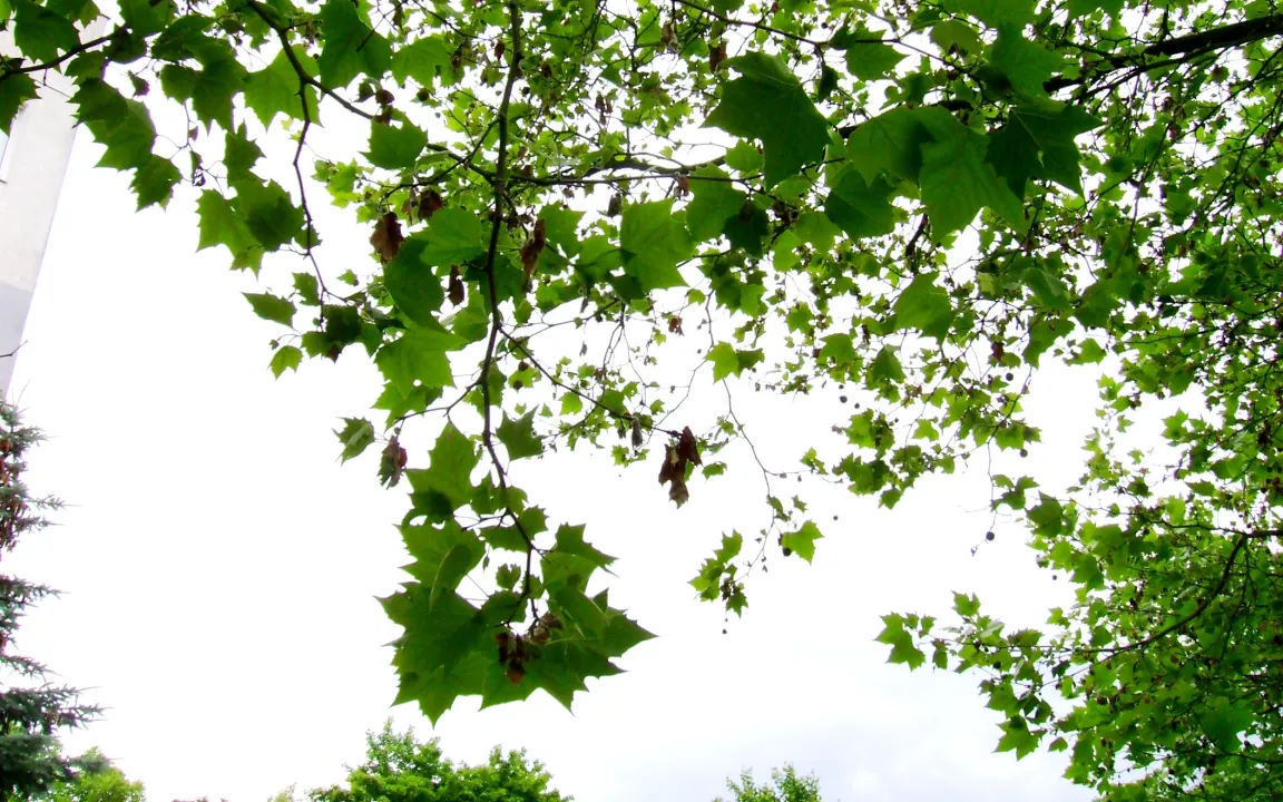 Wanzen und Motten an Platanen