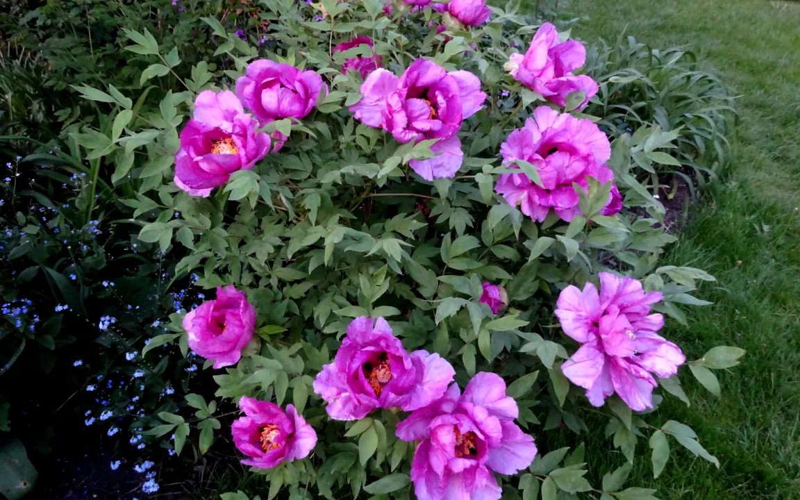 Schäden an Pfingstrosen