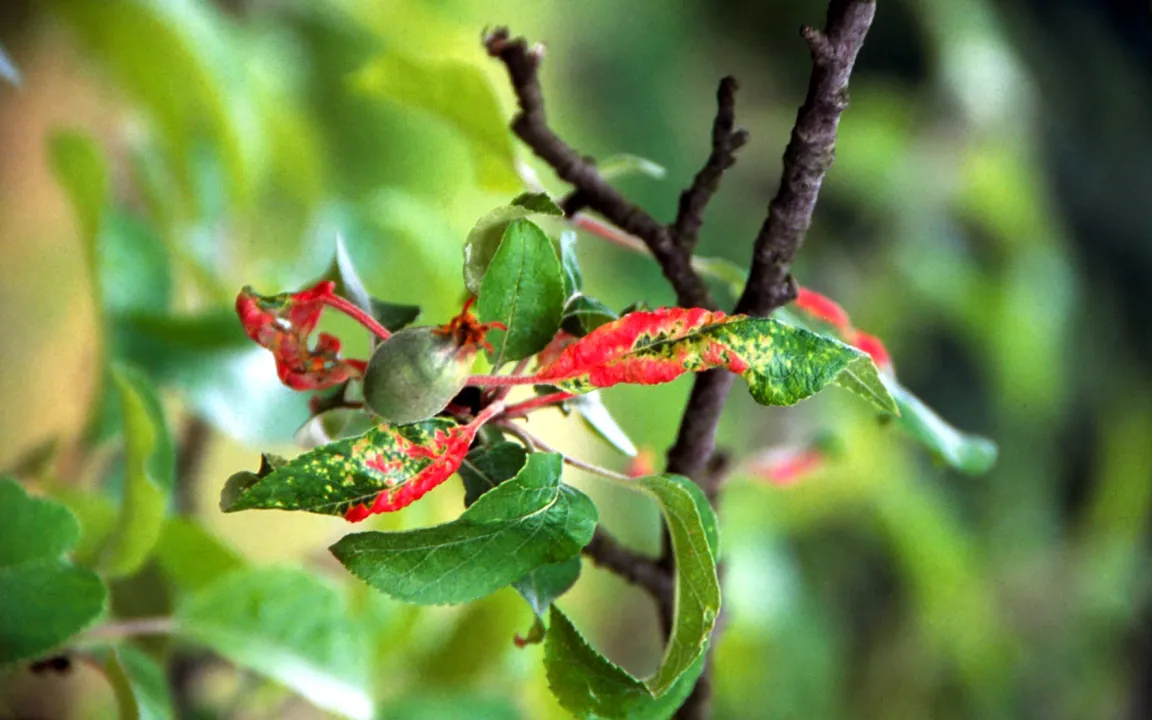Neue Serie: Querbeet durch Haus und Garten
