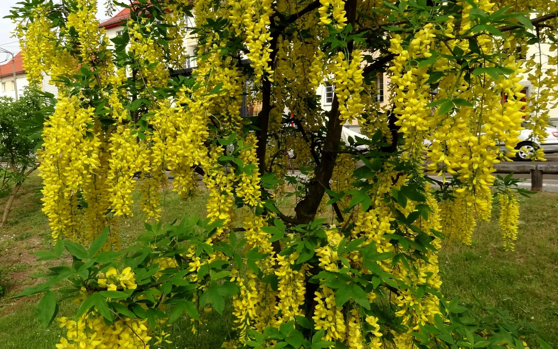 Krankheiten und Schädlinge an Goldregen