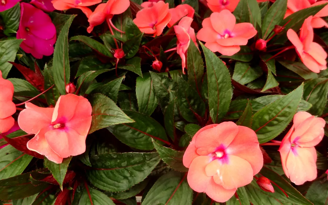 Reden Sie mit Ihren Zimmerpflanzen!?